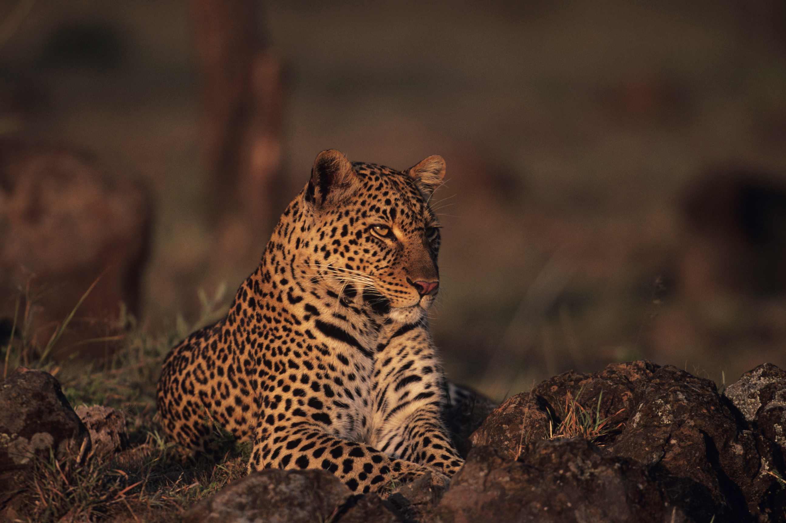 Leopard (Panthera pardus), resting on savannah, Kenya
