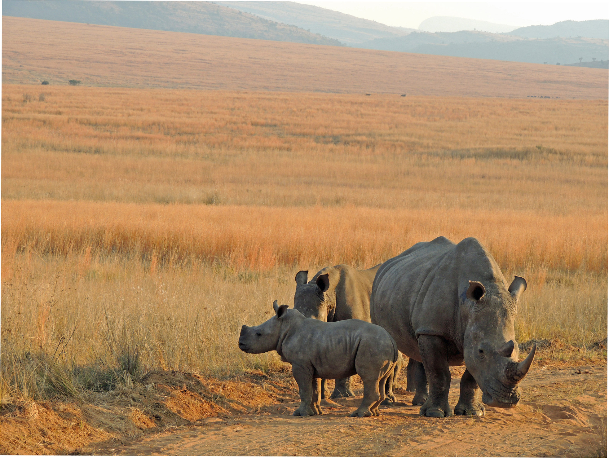 Three white rhinoceros in South African bushveld