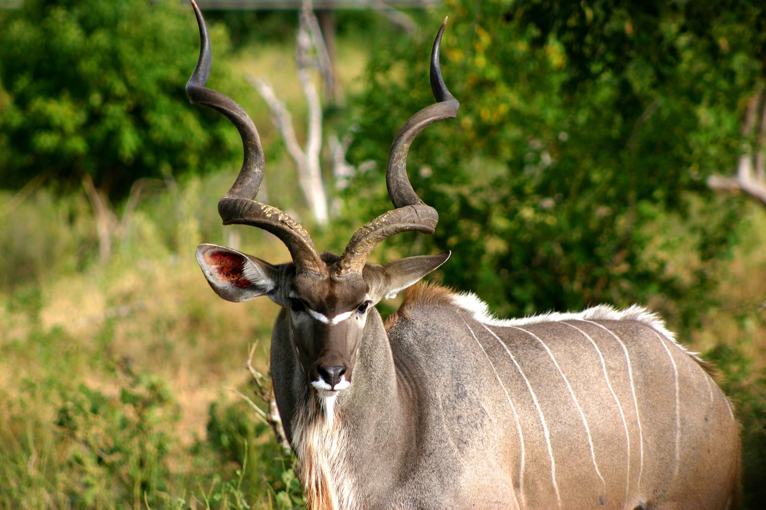 Adult Male Kudu, Botswana