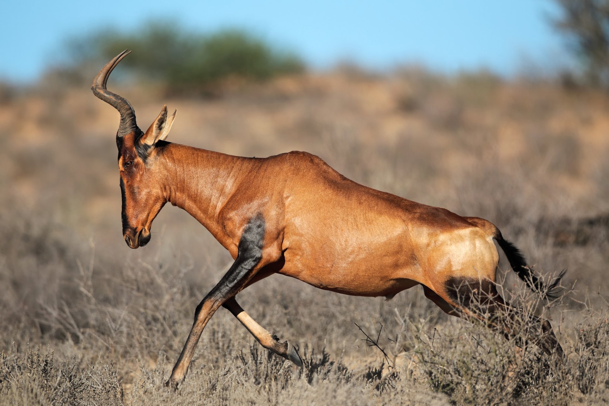 Red hartebeest sprinting