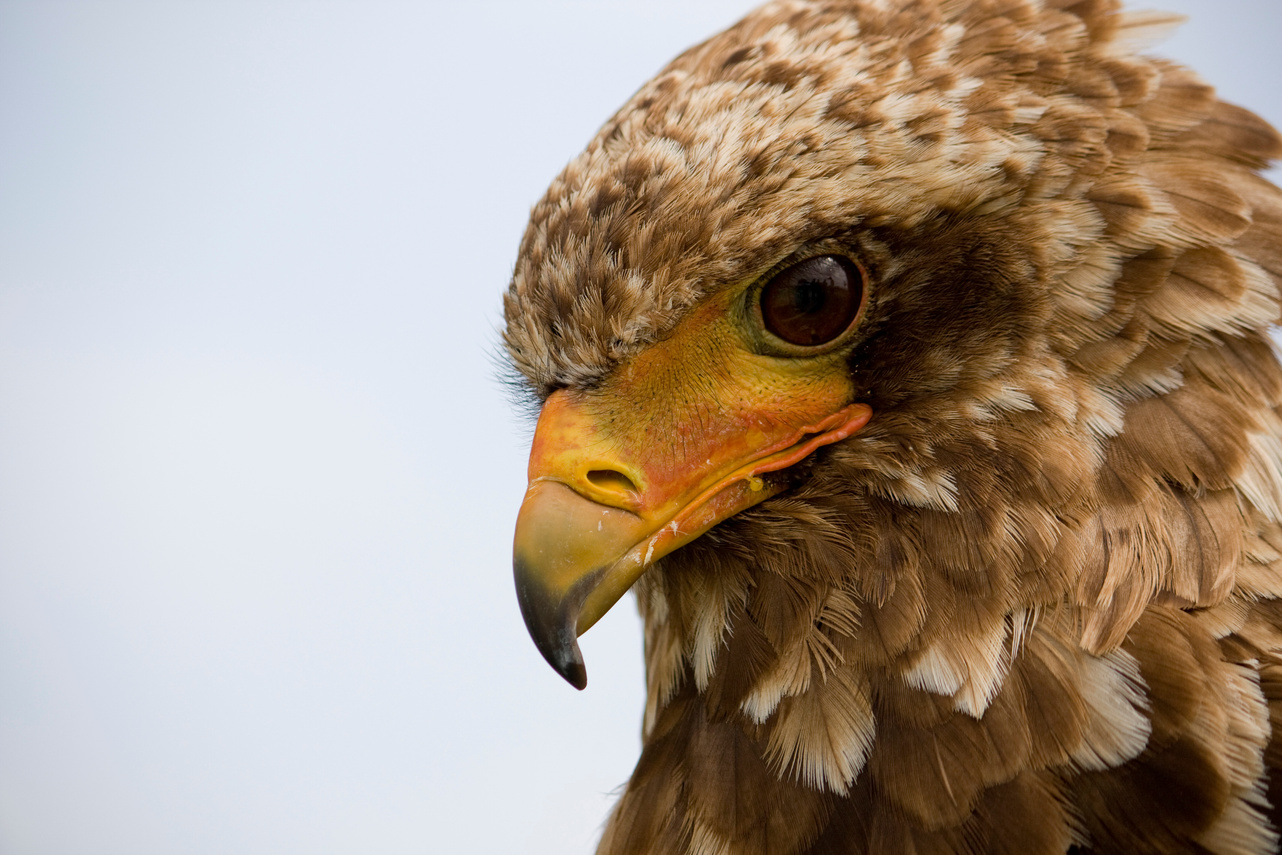 Bateleur eagle