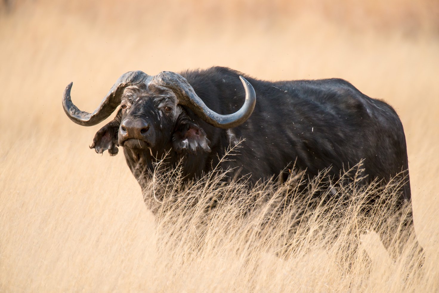 Cape Buffalo