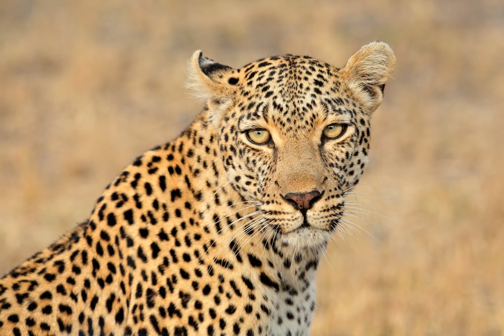 Leopard Portrait